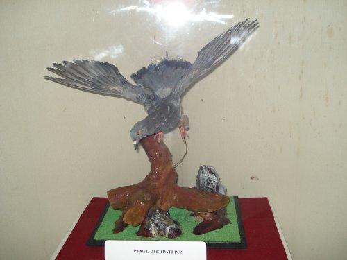 DSC00234